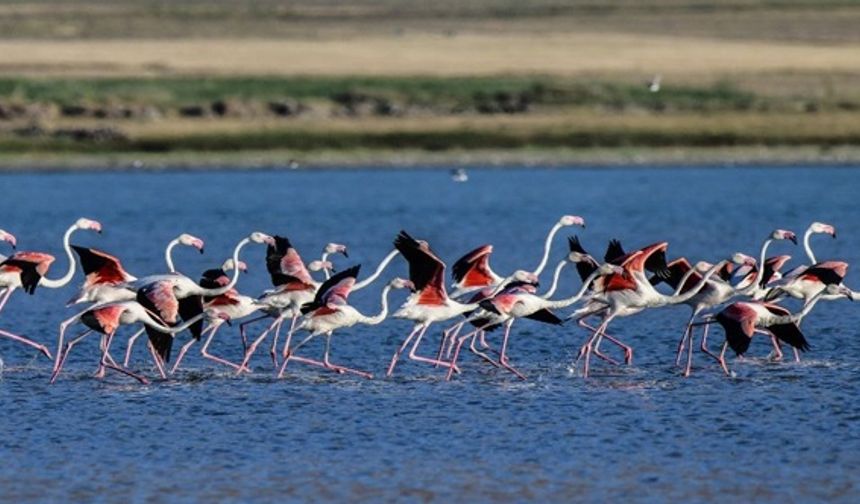 Flamingolar Afrika yolculuğu öncesi Van'da soluklanıyor!