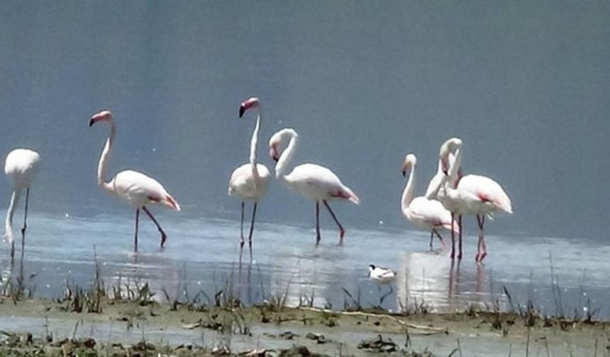 Van Gölü'nün daimi misafirleri: Flamingolar