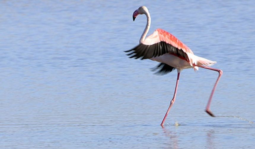 Büyük Flamingo Ağrı Dağı Milli Parkı'nda beslenirken görüntülendi