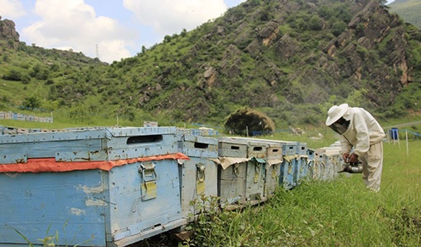 Hakkari'de arıcıların yaylalarda konaklama sezonu açıldı