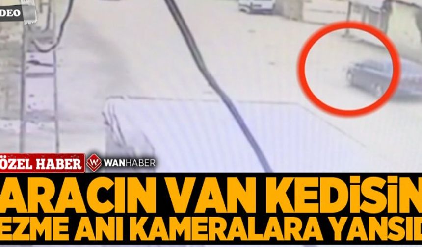 Van Kedisine aracın çarpma anı