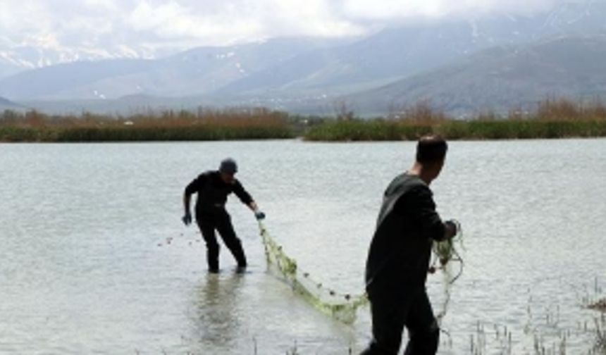 Van Balığının kaçak avlanmayla başı dertte! Bin metre uzunluğunda balık ağı ele geçirildi