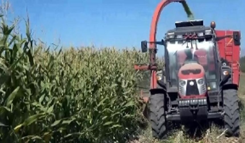 Van Gölü'nün çekildiği alanda mısır yetiştirdi