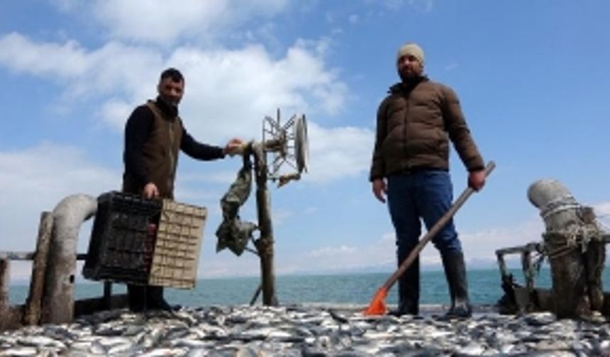 İnci kefalinden bu kez güzel haber; stokları arttı