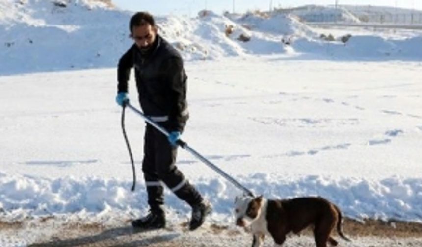 İlkokul yakınlarında görülen sahipsiz pitbull yakalanıp, koruma altına alındı