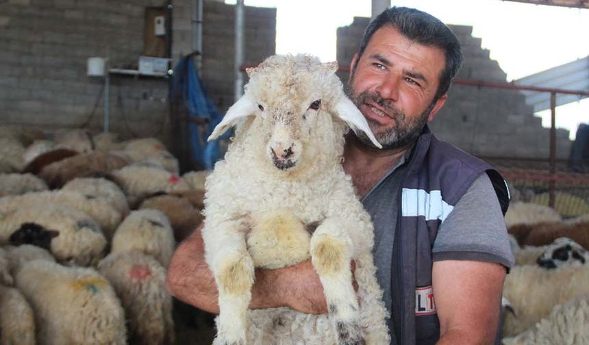 Telef olan hayvanlarının yerine yenisi verildi