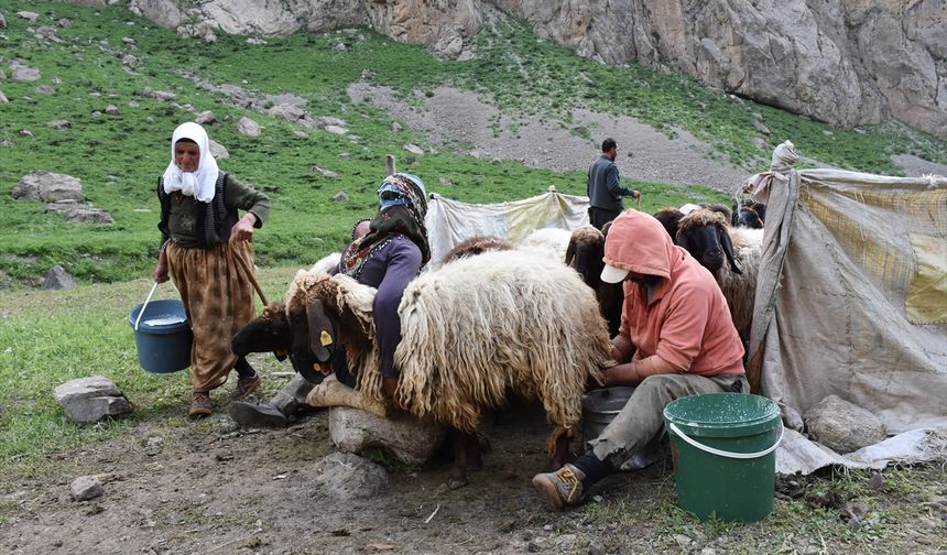 Göçerler yazı geçirmek için Van'daki serin yaylaları tercih ediyor