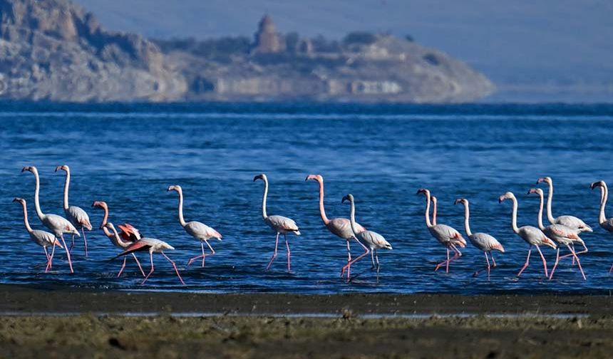 Ötücü kuğular ile göç dönemi geçen flamingolar Van'ı çok sevdi