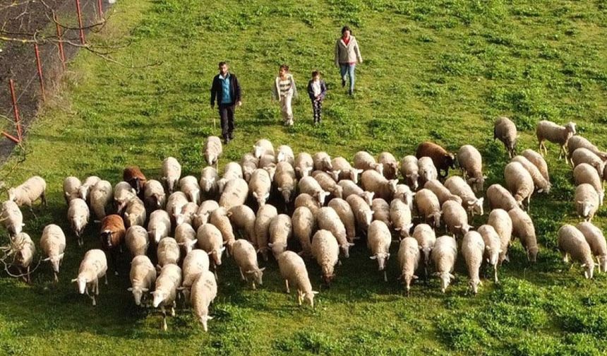 Köy hayatı tutkunu çift, 2 koyunla çiftlik kurdu
