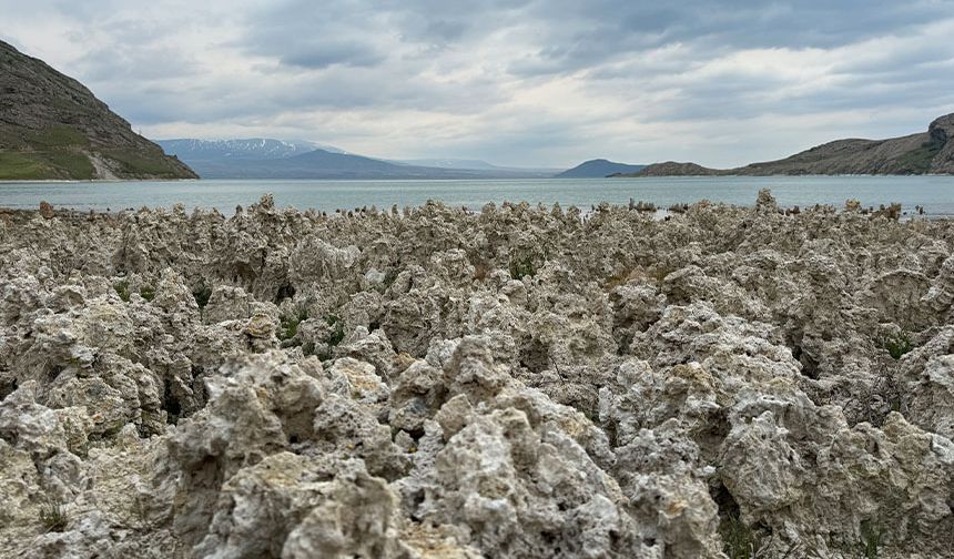 Van Gölü sahilleri mikrobiyalit tarlasına döndü