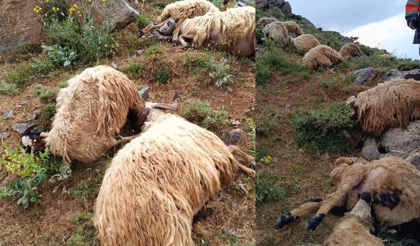 Van'da sürüye yıldırım isabet etti