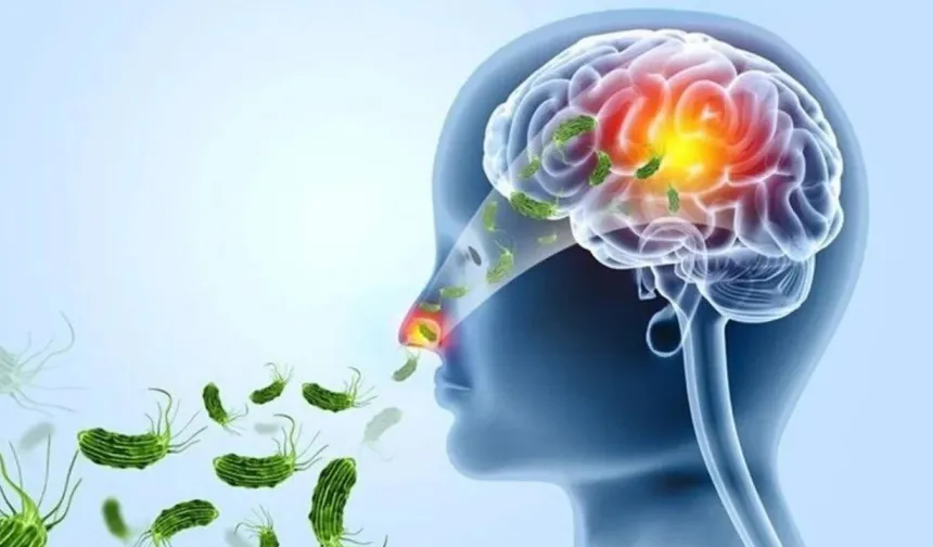 Beyin Yiyen Amip Nedir, Nasıl Bulaşır?