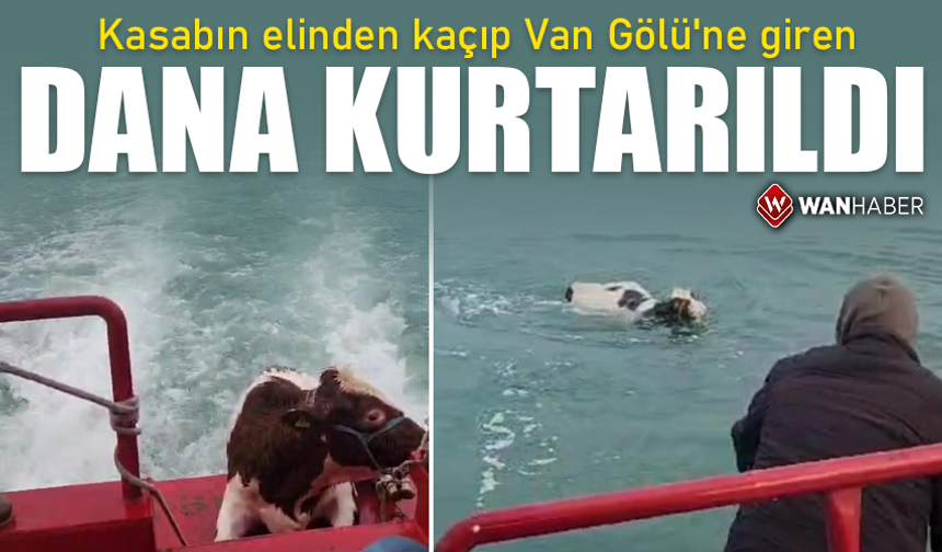 Kasabın elinden kaçıp Van Gölü'ne giren dana kurtarıldı