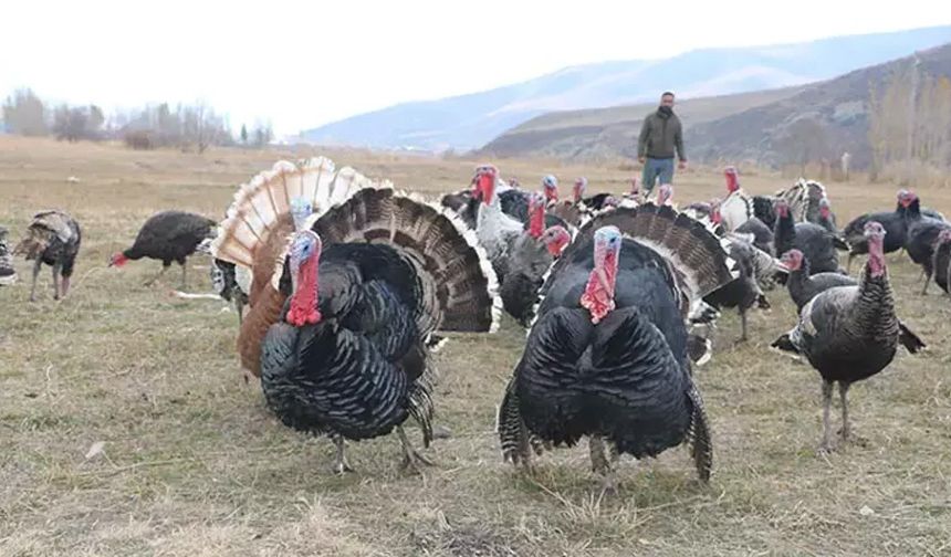 Hakkari'de yılbaşı öncesi hindiler satışa çıktı; fiyatı 4 bin lirayı buluyor