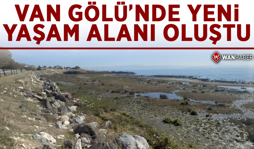 Van Gölü'nde yeni yaşam alanı oluştu