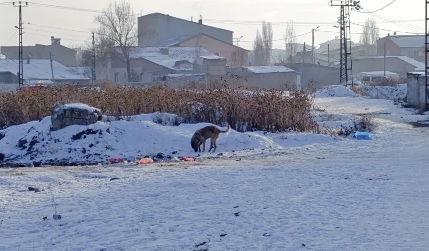 Ağrı'da Sibirya soğukları, hayatı felç etti