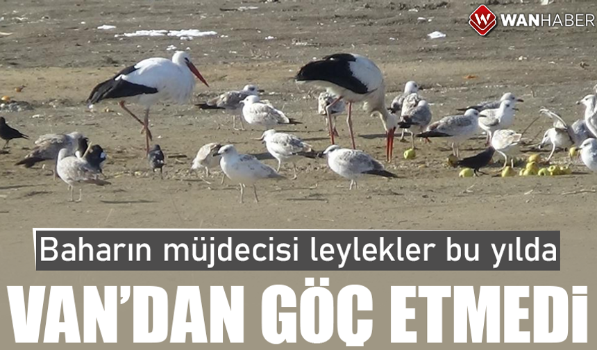 Leylekler bu yılda Van'dan göç etmedi