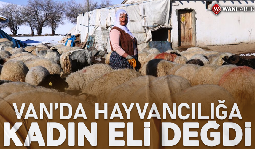 Van'da hayvancılığa kadın eli değdi