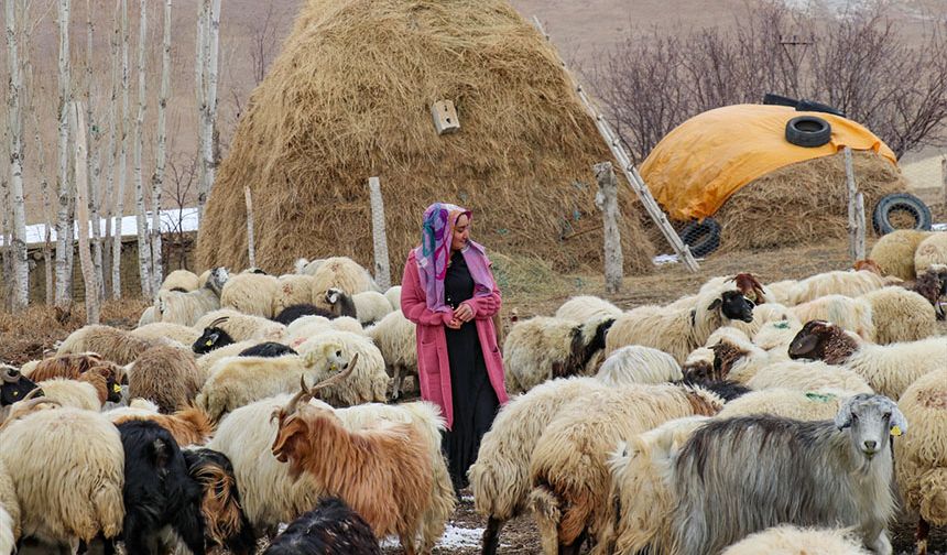 Ortopedik engelli kadın, İŞKUR'un desteğiyle sürü sahibi oldu