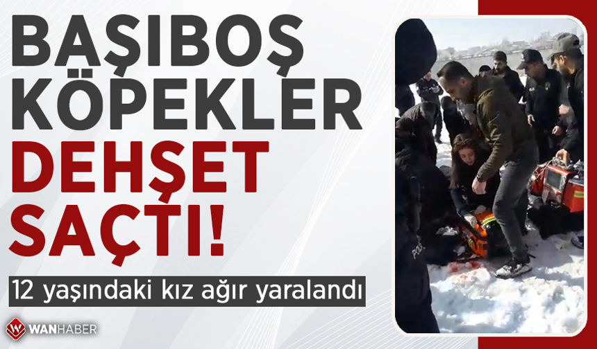 Başıboş köpekler dehşet saçtı: 12 yaşındaki kız ağır yaralandı