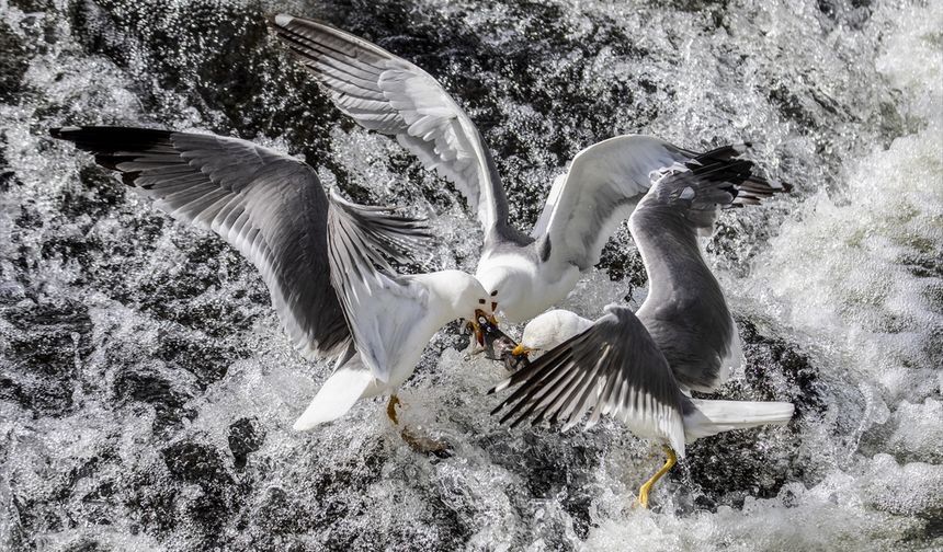 Binlerce kişi inci kefali göçünü izledi