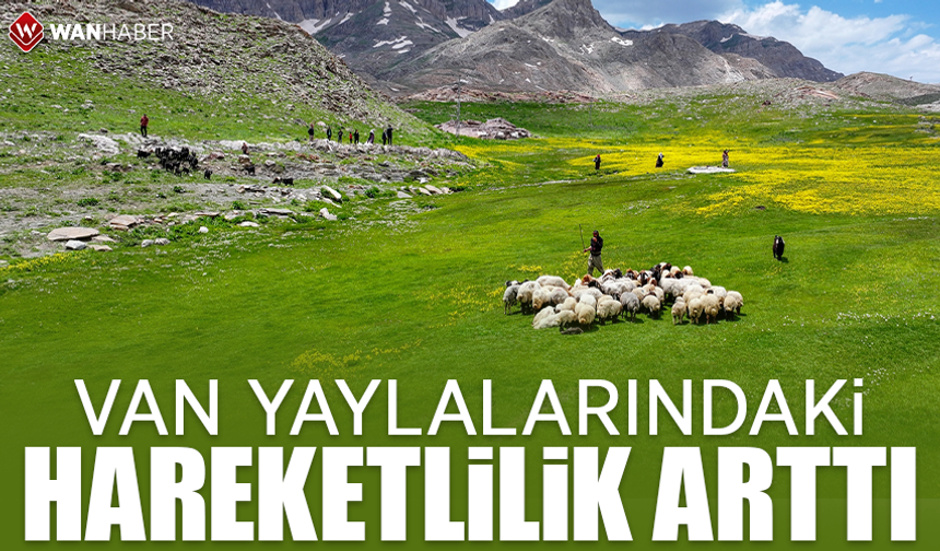 Van yaylalarındaki hareketlilik arttı