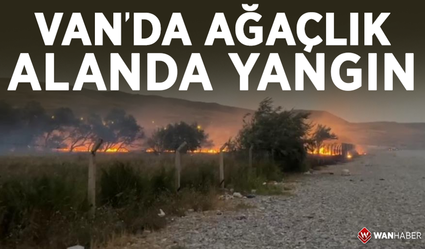 Van'da ağaçlık alanda yangın