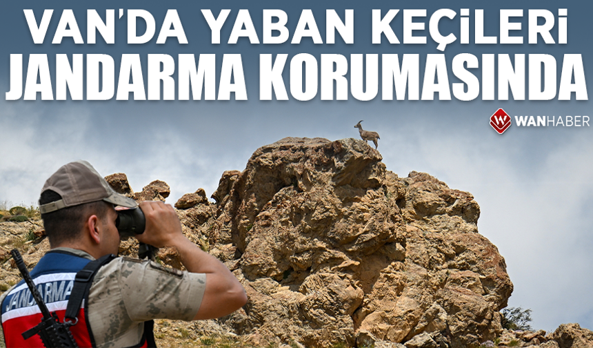 Van'da yaban keçileri jandarma ekiplerinin korumasında