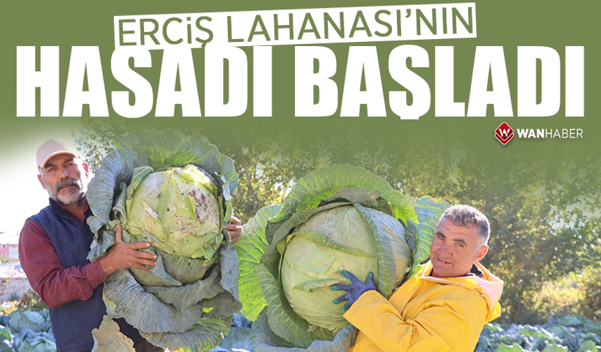 Erciş lahanası'nın hasadı başladı