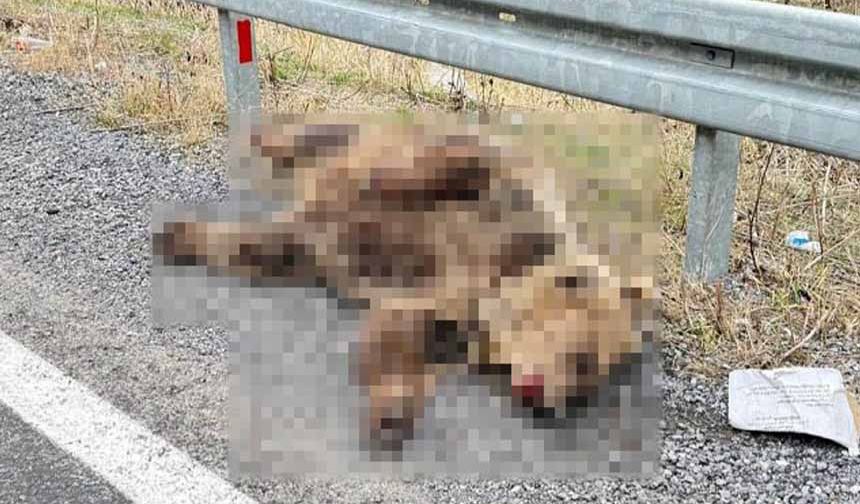 Hakkari-Van kara yolunda aracın çarptığı ayı telef oldu