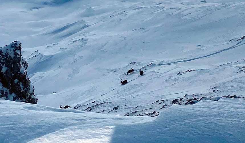 Çatak'ta dağ keçileri görüntülendi