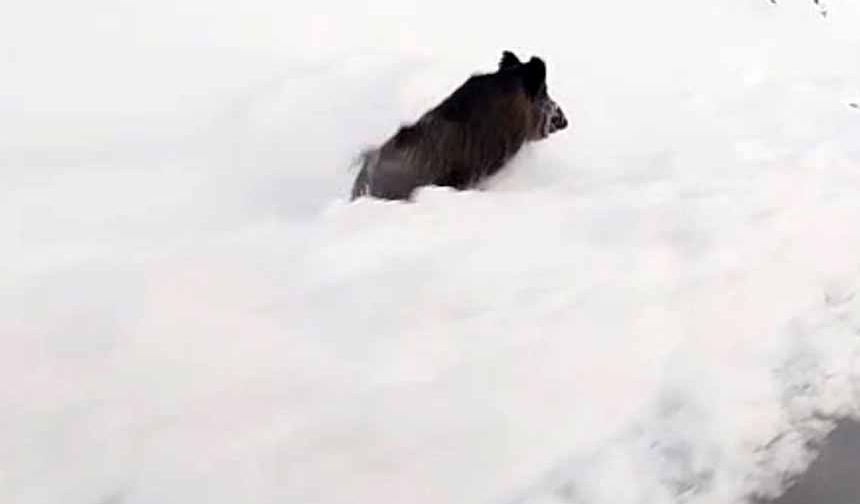 Yüksekova’nın farklı noktalarında domuz sürüleri görüntülendi