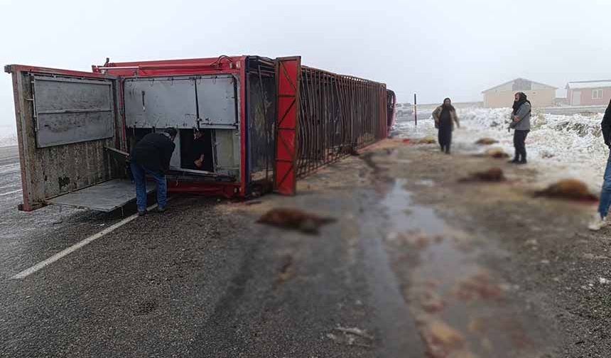 Devrilen tırdaki 10 küçükbaş hayvan telef oldu