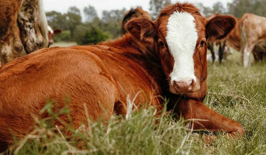 Hayvancılık işletmelerine damızlık düzenlemesi