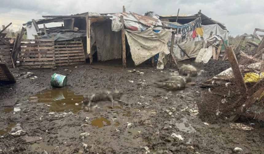 Başıboş köpekler koyun sürüsüne saldırdı!