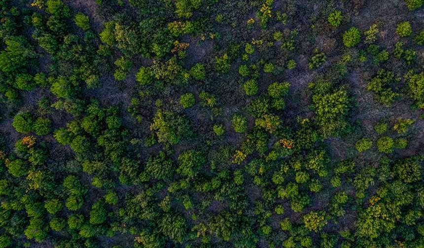 Türkiye dünyada ormanlık alanını en fazla artıran ülkeler arasında