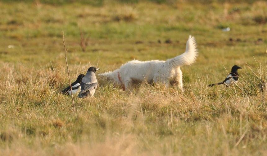 Van Kalesi'nde fotoğrafçıyı yanıltan görüntü