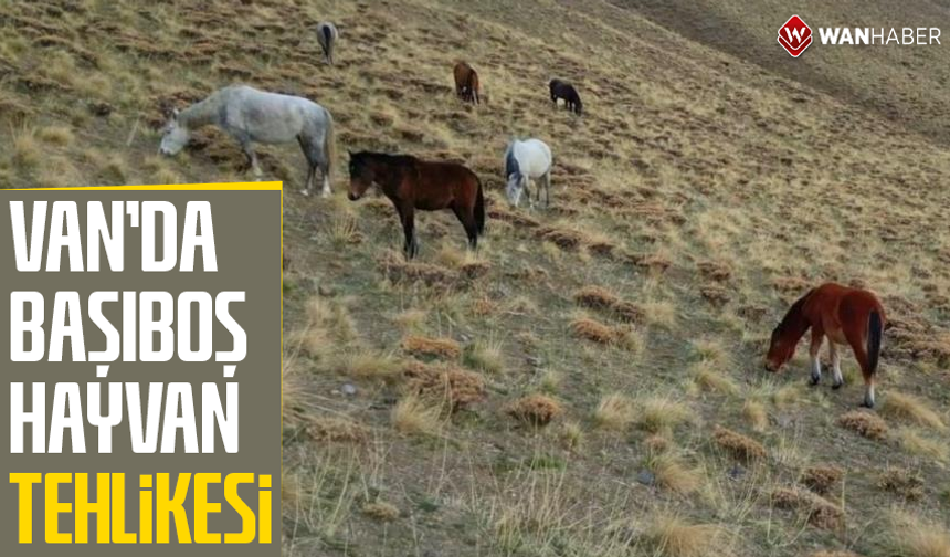 Van'da başıboş hayvan tehlikesi