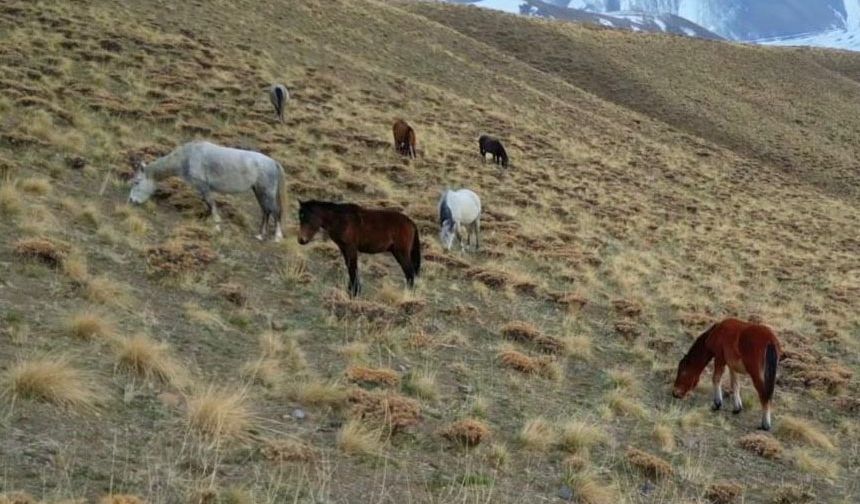 Van'da başıboş hayvan tehlikesi