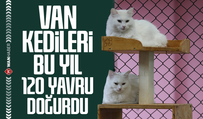 Van kedileri bu yıl 120 yavru doğurdu