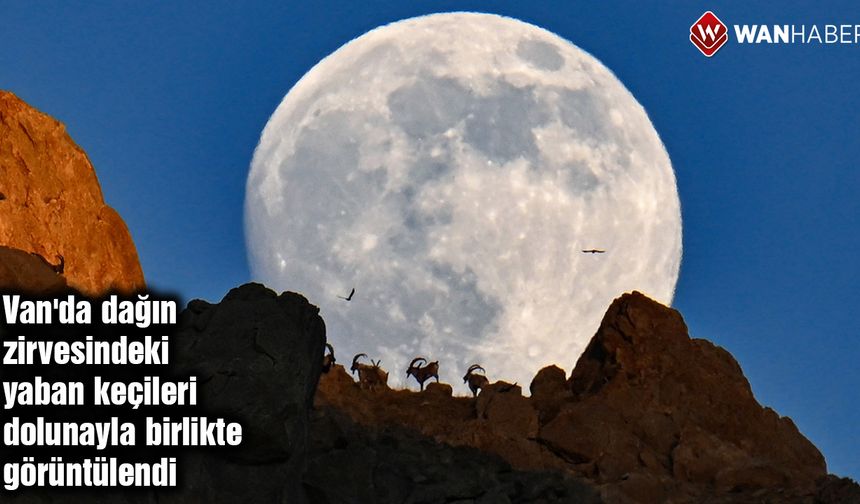 Van'da dağın zirvesindeki yaban keçileri dolunayla birlikte görüntülendi