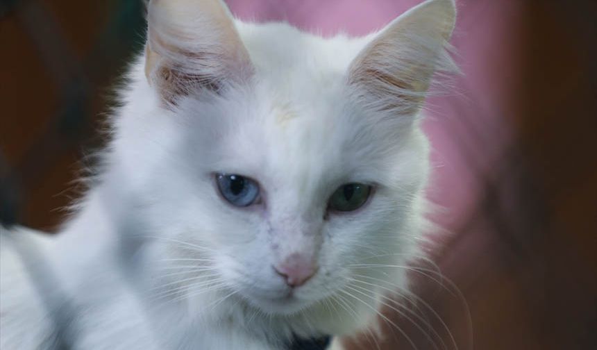 Van kedileri bu yıl 120 yavru doğurdu