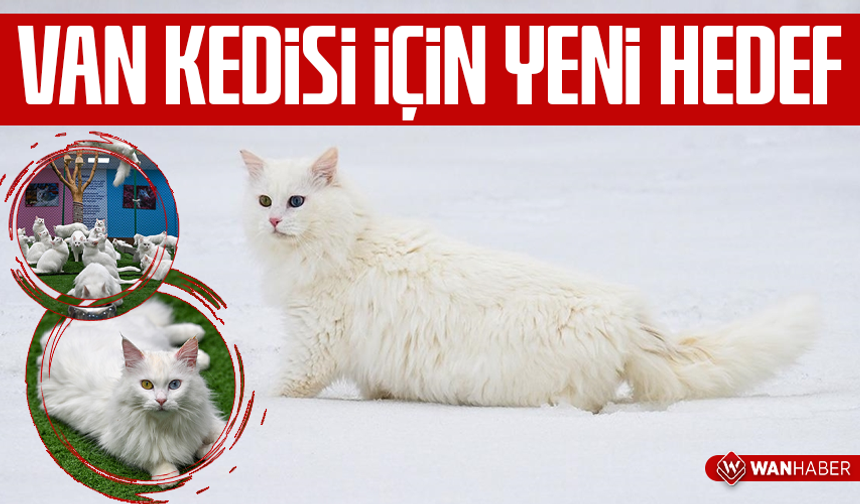 Van Kedisi için yeni hedef