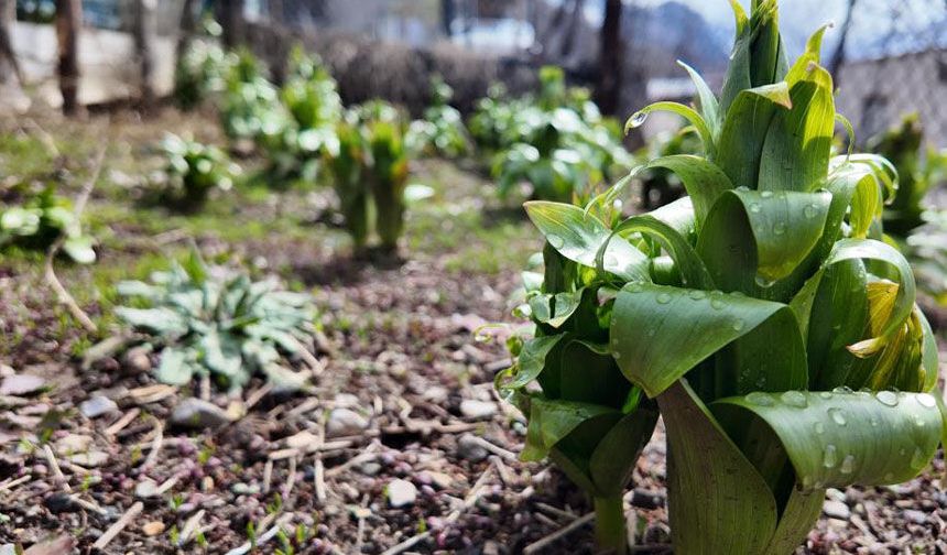 20 günlük ömrü var: Bu çiçeği koparmanın cezası 700 bin lira