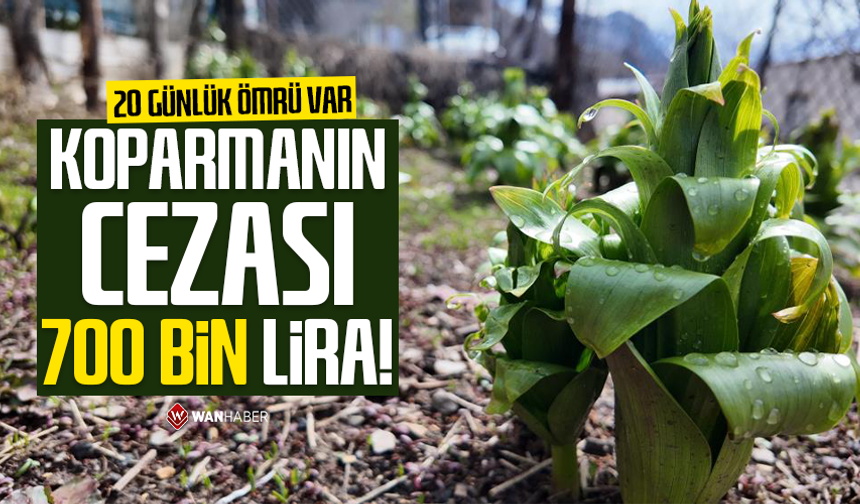 20 günlük ömrü var: Bu çiçeği koparmanın cezası 700 bin lira