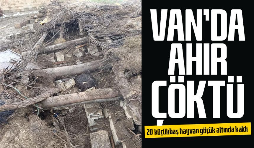 Van'da ahır çöktü: 20 küçükbaş hayvan göçük altında kaldı