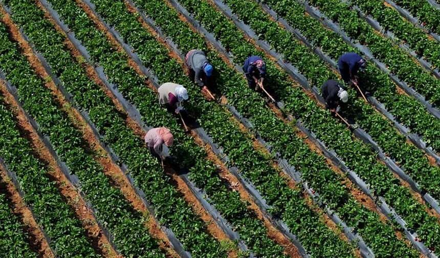 Çiftçilere 12,3 milyar liralık tarımsal destekleme ödemesi yapılacak