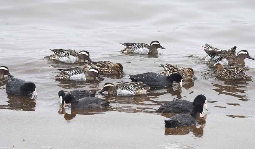 Çıkrıkçın ördekleri Van Gölü sahilinde görüntülendi