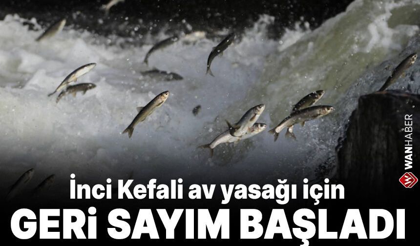 İnci Kefali av yasağı için geri sayım başladı
