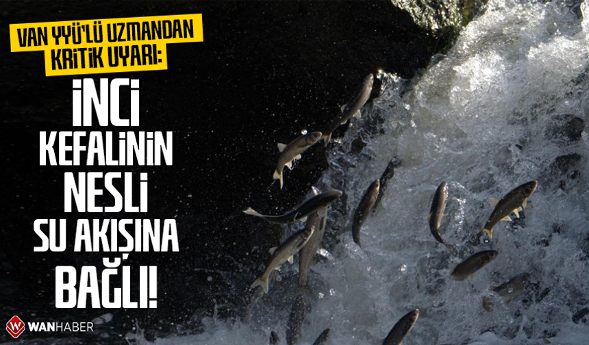 Van YYÜ'lü uzmandan kritik uyarı: İnci Kefalinin nesli su akışına bağlı!
